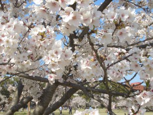 さくらも.jpg